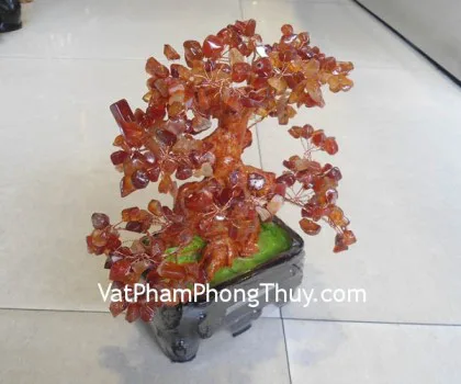 Cây đá mã não đỏ, chậu vuông vừa CA211
