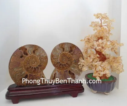 Ốc hóa thạch trưng trên đế gỗ K086