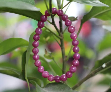 Chuỗi Ruby đỏ A+++ hạt tròn Nam Mỹ (17.8g - 26 bi) S6248-S5-16821